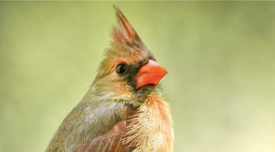 A beautiful female cardinal provides a confident presence as she perches on a tree branches in the woods.