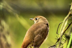 A hermit thrush perches quietly in the woods and enjoys the afternoon quiet.