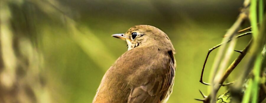 A hermit thrush perches quietly in the woods and enjoys the afternoon quiet.