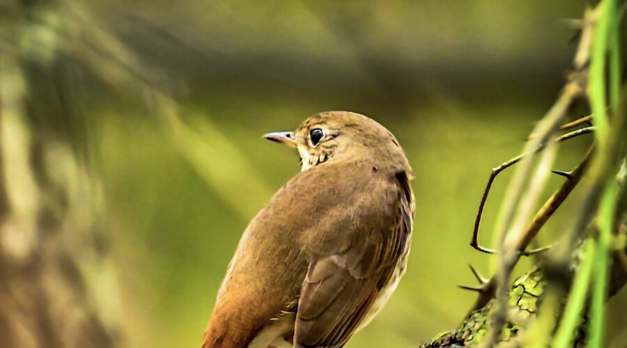 A hermit thrush perches quietly in the woods and enjoys the afternoon quiet.