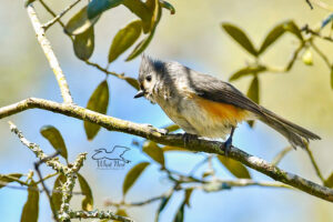 A tufted titmouse has just finished taking a bath.