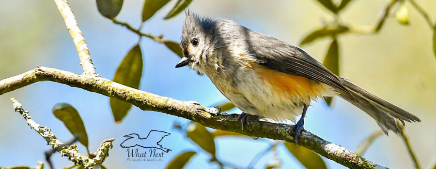 A tufted titmouse has just finished taking a bath.