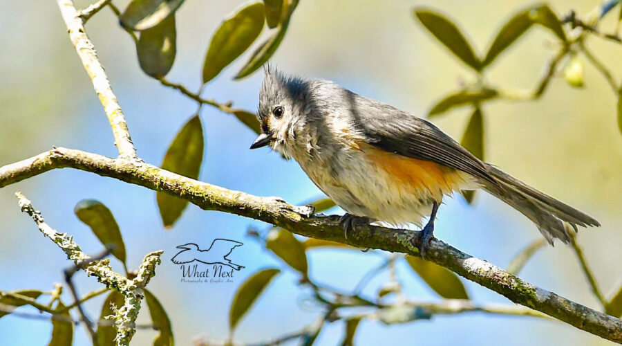 A tufted titmouse has just finished taking a bath.