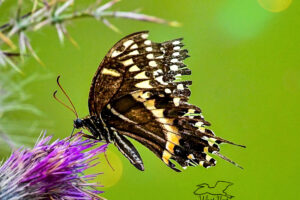 A Palamedes swallowtail with tattered and torn wings feeds from a purple thistle flower.