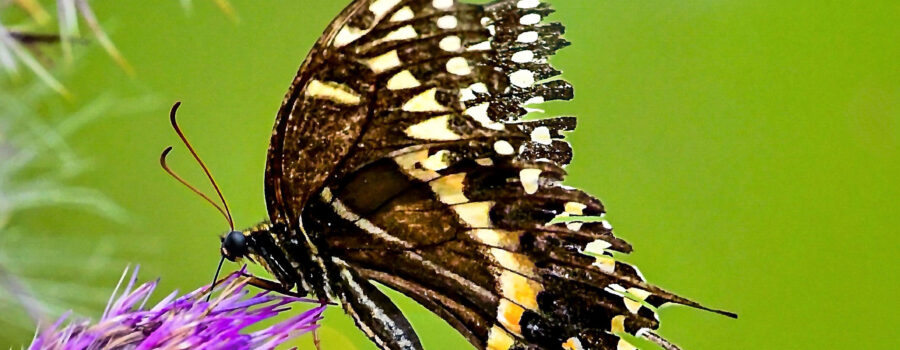 A Palamedes swallowtail with tattered and torn wings feeds from a purple thistle flower.