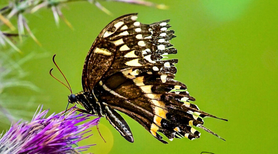 A Palamedes swallowtail with tattered and torn wings feeds from a purple thistle flower.