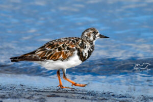 A little ruddy turnstone walks along the beach in front of the water and waves of the sea.