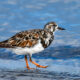 Ruddy Turnstones are Beautiful Little Wading Birds