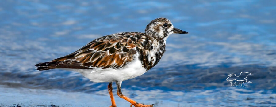 A little ruddy turnstone walks along the beach in front of the water and waves of the sea.