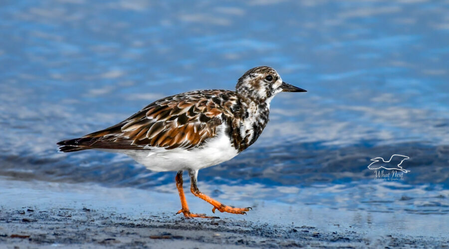 A little ruddy turnstone walks along the beach in front of the water and waves of the sea.