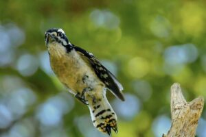A female downy woodpecker launches into the air from a tall tree snag.