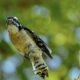 Little Downy Woodpeckers are Beautiful in Flight