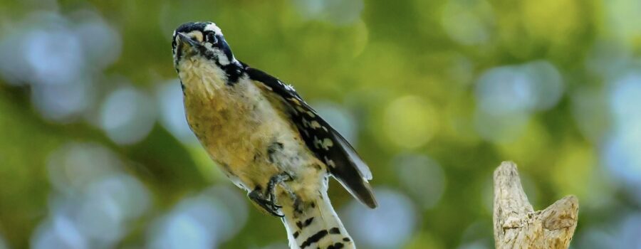 A female downy woodpecker launches into the air from a tall tree snag.