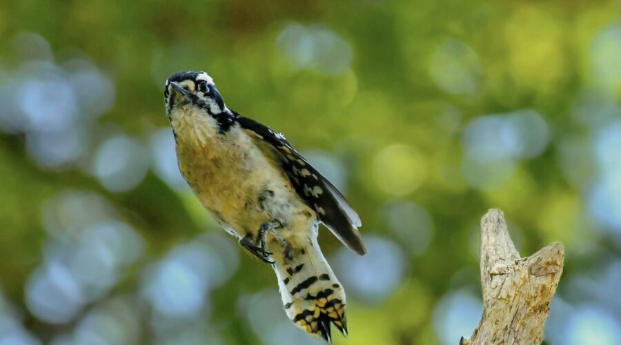 A female downy woodpecker launches into the air from a tall tree snag.