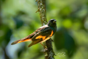 The American redstart is a really beautifully colored black, orange, and yellow songbird.
