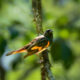 American Redstarts are Beautiful Migratory Warblers