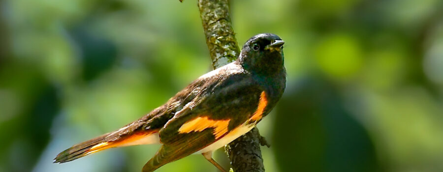 The American redstart is a really beautifully colored black, orange, and yellow songbird.