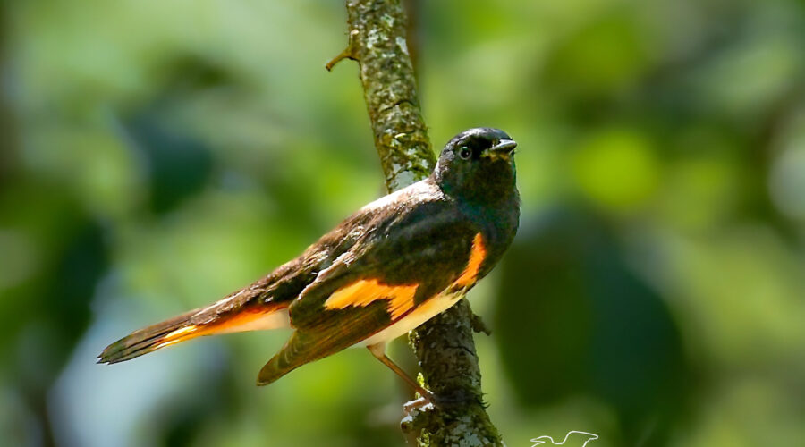 The American redstart is a really beautifully colored black, orange, and yellow songbird.