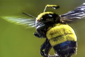 A bumblebee flies off after feeding on a thistle flower.