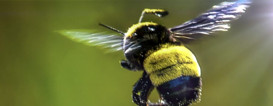 A bumblebee flies off after feeding on a thistle flower.