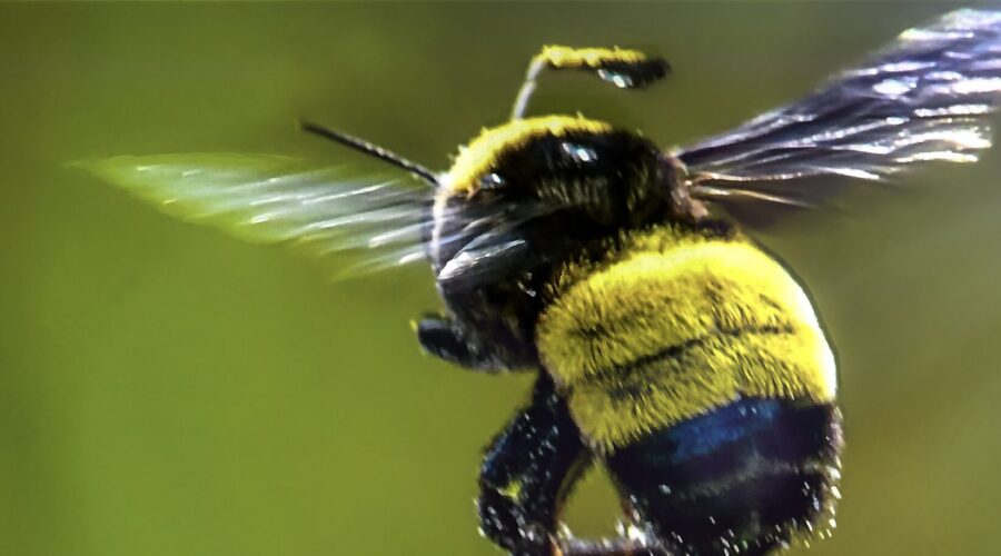 A bumblebee flies off after feeding on a thistle flower.