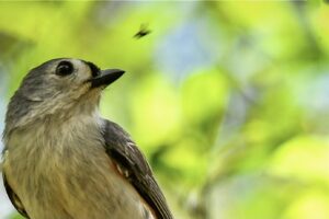 A small insect flies by a tufted titmouse disturbing the bird just as it is finishing a snack.