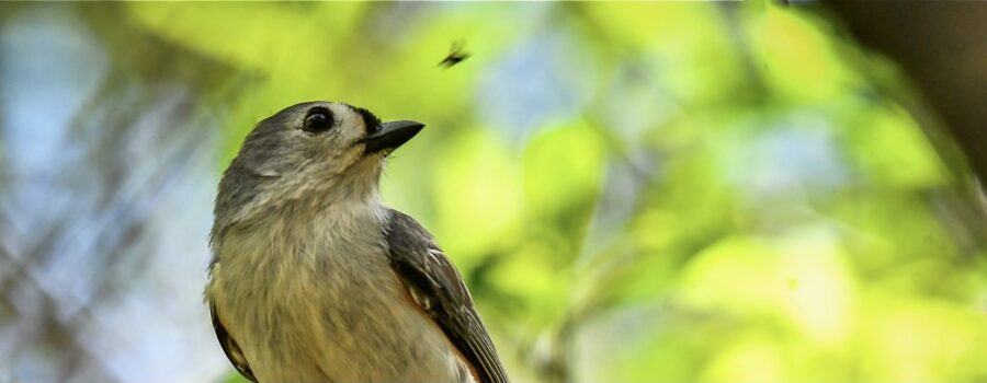 A small insect flies by a tufted titmouse disturbing the bird just as it is finishing a snack.