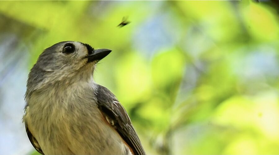 A small insect flies by a tufted titmouse disturbing the bird just as it is finishing a snack.