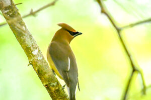 A cedar waxwing watches over its shoulder during a migration stop over.