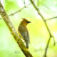 Cedar Waxwings are a Beautiful Migratory Species