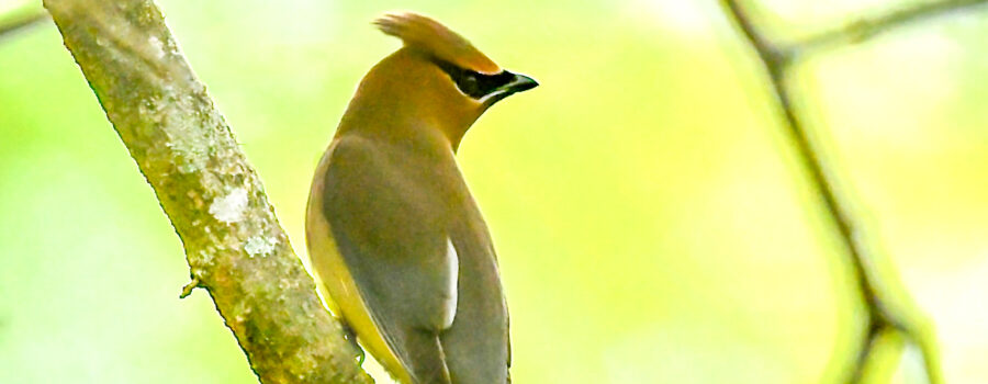 A cedar waxwing watches over its shoulder during a migration stop over.
