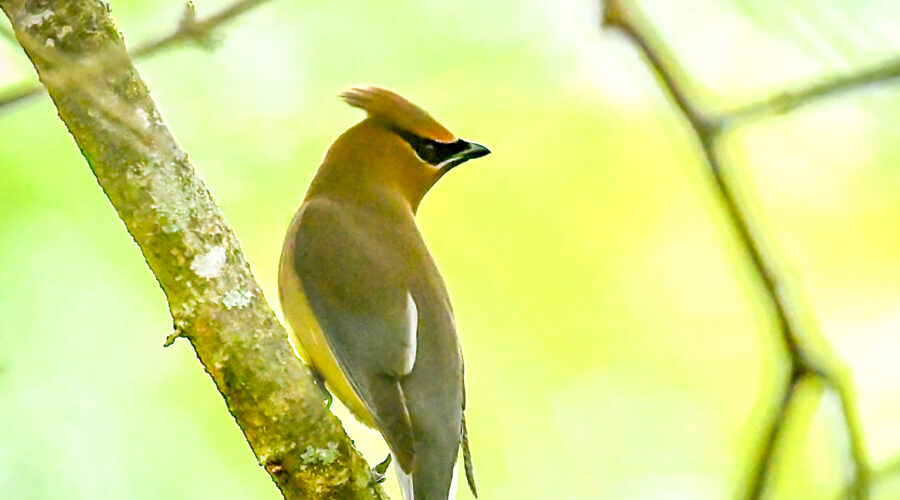A cedar waxwing watches over its shoulder during a migration stop over.