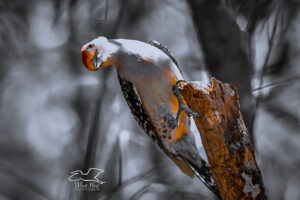 In the Right Light Colorful Woodpeckers Can Glow