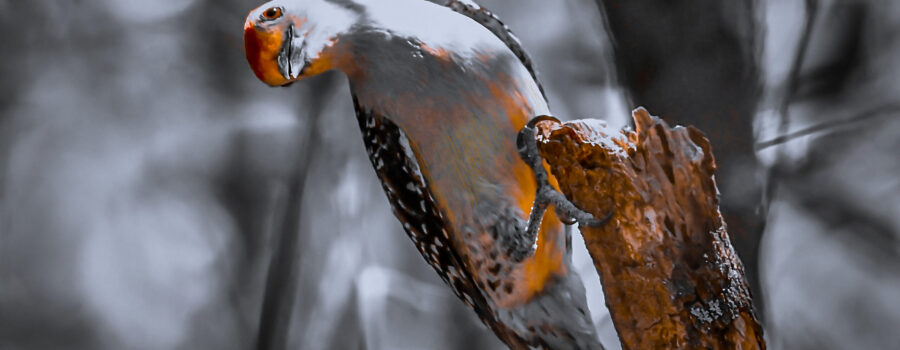 In the Right Light Colorful Woodpeckers Can Glow