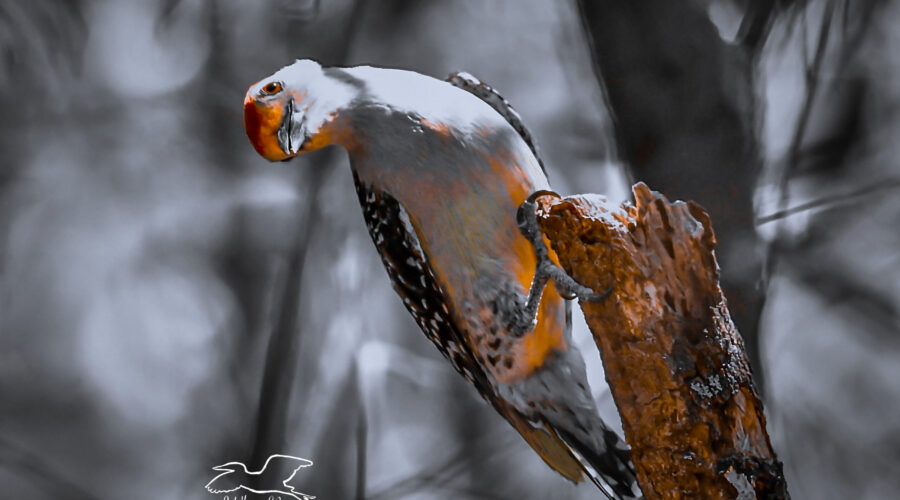 In the Right Light Colorful Woodpeckers Can Glow