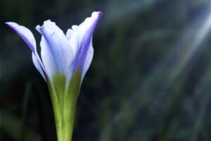 Atamasco lilies bloom in the early spring, usually around Easter.