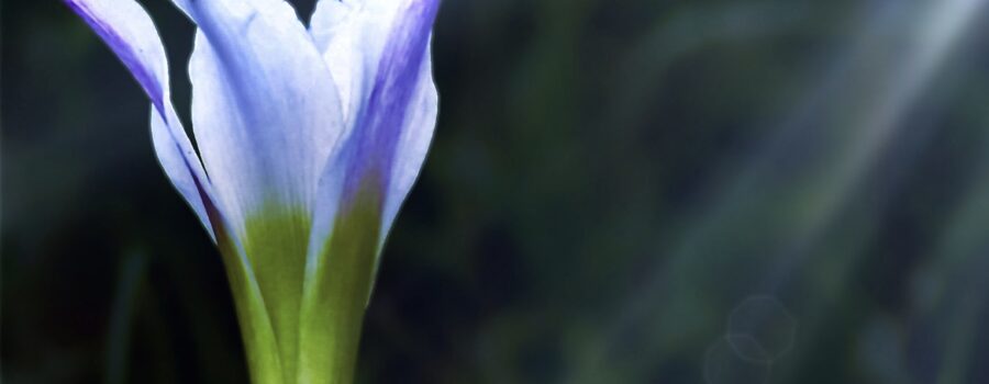 Atamasco lilies bloom in the early spring, usually around Easter.