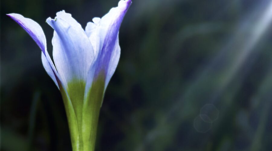 Atamasco lilies bloom in the early spring, usually around Easter.
