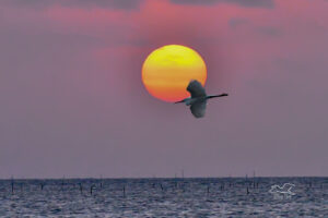 A great egret flies past the rising sun on its way to start another day.
