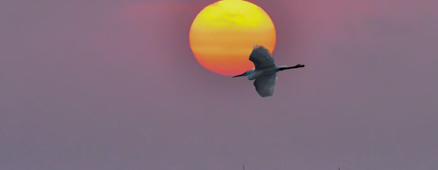 A great egret flies past the rising sun on its way to start another day.