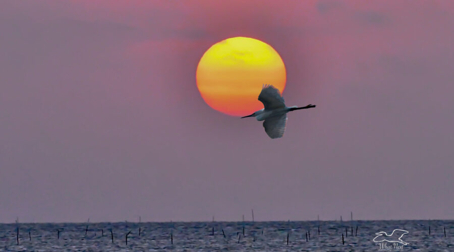 A great egret flies past the rising sun on its way to start another day.