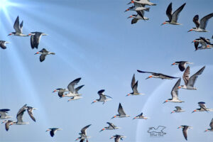 A flock of black skimmers take flight all together.