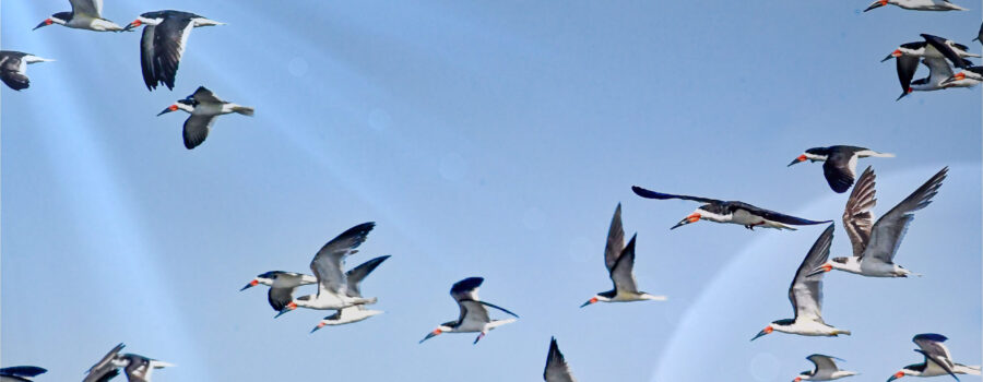A flock of black skimmers take flight all together.