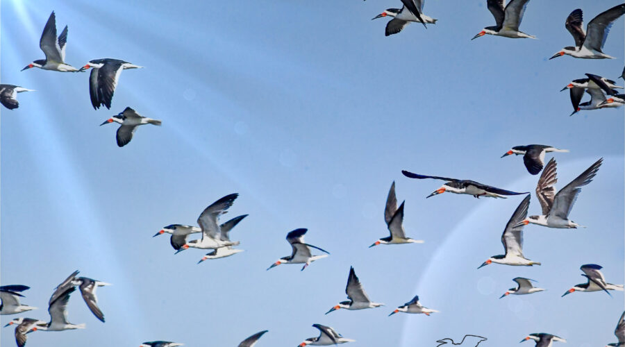 A flock of black skimmers take flight all together.