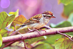 A small chipping sparrow glances downward from its perch in a garden area.