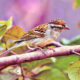 The Beautiful Little Chipping Sparrows Will Soon Be Leaving