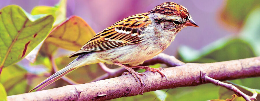 A small chipping sparrow glances downward from its perch in a garden area.