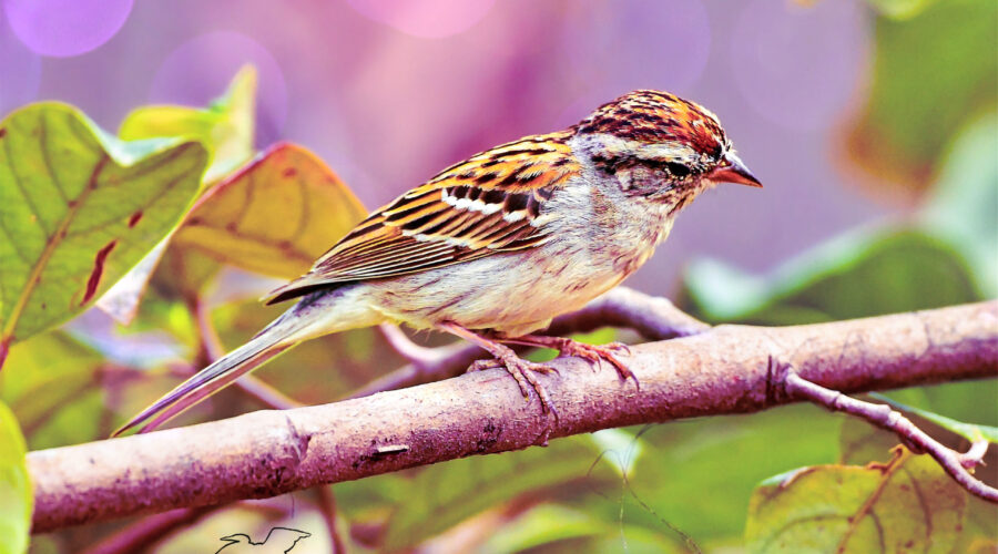 A small chipping sparrow glances downward from its perch in a garden area.
