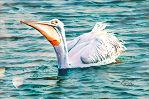 An American white pelican swallows a fish after capturing it.