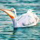 A Trip to Beautiful Cedar Key is Not Complete Without Pelicans-Part 2